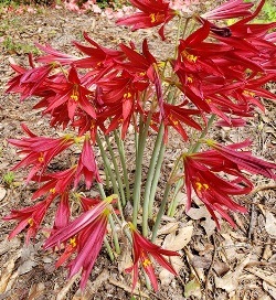 Hill Country Red Oxblood Lily, Schoolhouse Lily, Rhodophiala bifida 'Hill Country Red'